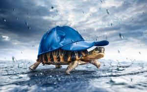 rain turtle tortoise in a hat life inspiration motivation fun funny ...
