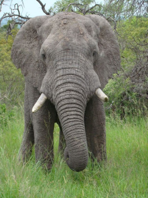 Wild African lion portrait in warm light, game drive animals wildlife ...