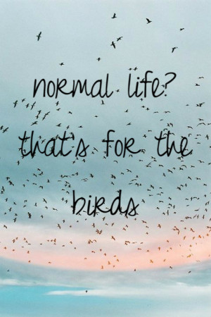 birds, freedom, life, quote, text, no thx, normal life
