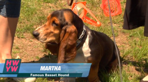 28-martha-basset-hound.jpg