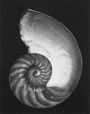 Edward Weston, Shell