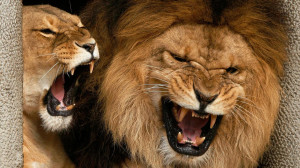 Full View and Download Roaring Lions Wallpaper with resolution of ...