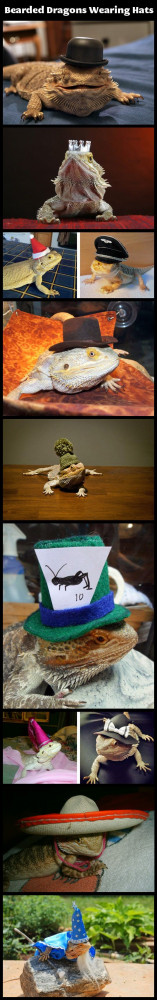 Bearded dragons wearing hats - why do I love stuff like this?