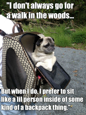 The most interesting pug in the world…