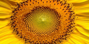 10 Stunning Illustrations Of Symmetry In Nature