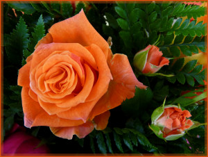 ... poetic beauty of roses and flowers:Inspirational quotes and pictures