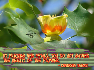 beauty-quotes-graphics-Do Not Dismantle The Beauty Of Others