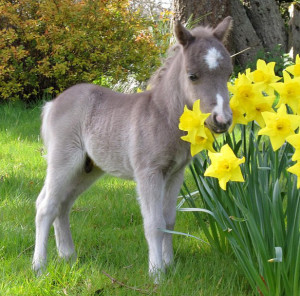 Fohlen im Frühlingsglück