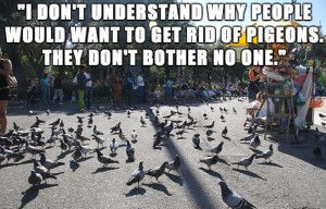 ... people would want to get rid of pigeons. They don't bother no one