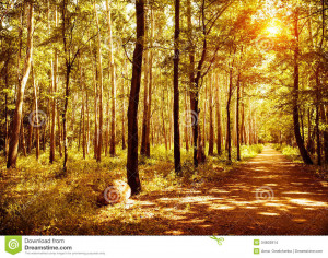 Walkway in autumn park, warm sunny day, beautiful autumnal forest ...
