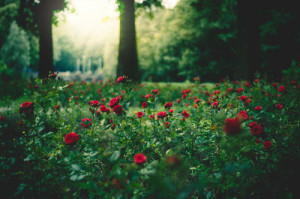 ... , red, red rose, rose, roses, tree, vintage, wonderful, woods