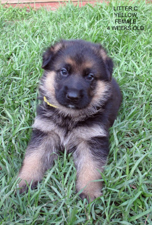 Pitbull Drawqueen Deviantart