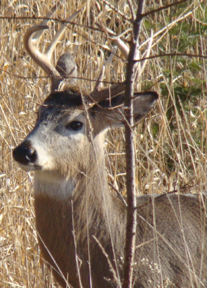 Deer Hunting Quotes For Men Of a successful deer hunt-