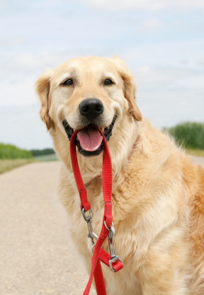 Golden Retriever with Leash