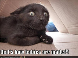 funny_cats_lol_cats_babies_are_made.jpg
