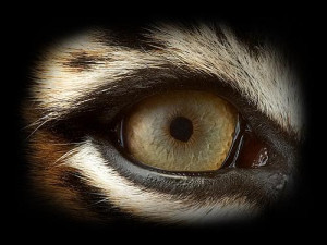 eye-of-the-tiger.jpg