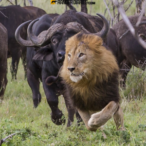 Buffalo herd chases lion, by guide Carl Walker. Photographed at Zuka ...