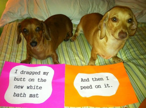 Dachshund dog shaming | guilty dog quotes