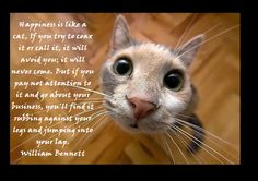 # quote more cat lovin animal quotes kat cat cute cat quotes quotes ...