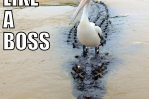 Funny pelican on a crocodile | funny-pics.co