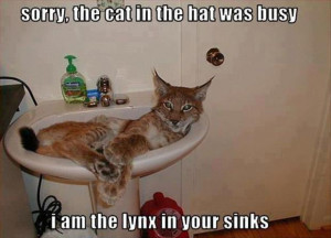 LOL Cats: 50 Awesomely Funny Cat Photos to Crack You Up