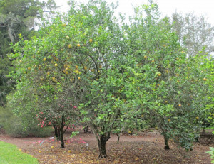 New Cool Weather Plants For