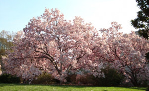 Cherry Blossom Tree...