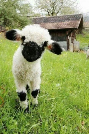 Baby lamb. Soo cute!