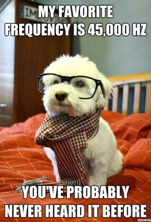You probably didn't know there even was a hipster dog.