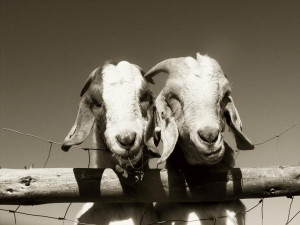 goat love randy goat goat love by toby snelgrove