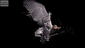 ... Raptors flying hawk Birds of Prey Slow Motion slowmo falcons birding