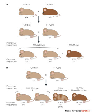 Genetic Mutation In Humans Examples Modifier genes in mice and