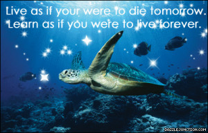 Inspirational Live Learn Sea Turtle quote