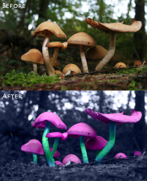 alice_in_wonderland_mushrooms_by_supernenei-d4ayawi.jpg
