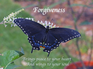 Black swallowtail female illustrates a quote about forgiveness