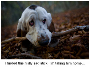 Awwww, those sad sad eyes make me wanna give this doggy all the treats ...