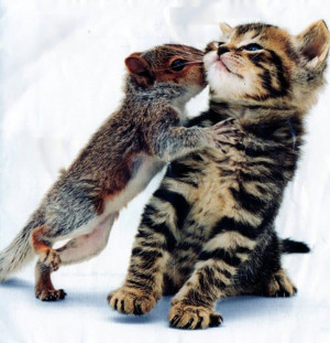 Too Cute, Squirrel Kissing a Kitten