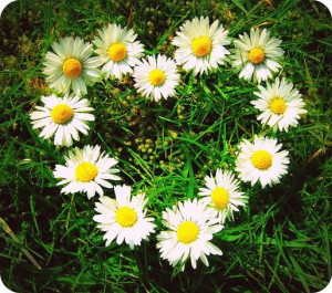 ... daisy-flower-pictures/daisies+in+group+with+a+heart+shape.jpg.html