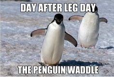 The Penguin Waddle Pictures, Photos, and Images for Facebook, Tumblr ...