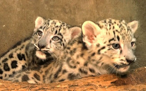 The Snow Leopard Trust, a snow leopard conservation organisation ...