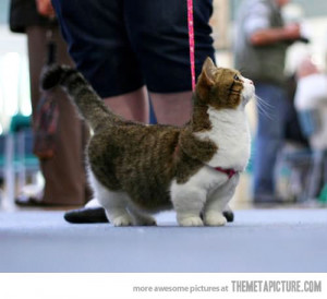 Funny photos funny midget cat corgi