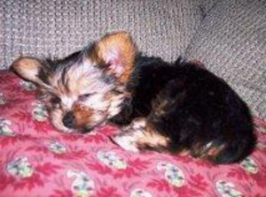 Cute Yorkie Puppies For...