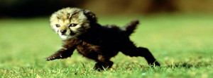 National Geographic Baby Cheetah Facebook Cover