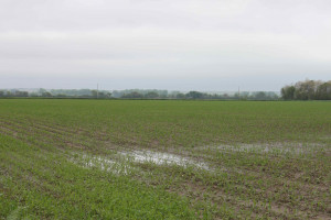 corn field wet