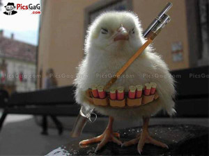 Cute Chick Funny Picture