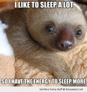 cute baby sloth animal sleep a lot energy more funny pics pictures pic ...