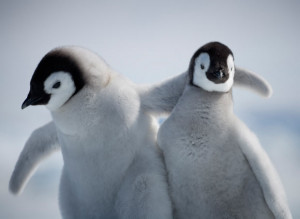 Adult emperor penguins caring for their chicks on Snow Hill Island ...