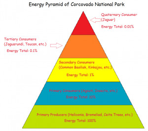 Energy Pyramid Trophic Levels