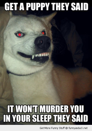 evil crazy dog animal kill funny pics pictures pic picture image photo ...