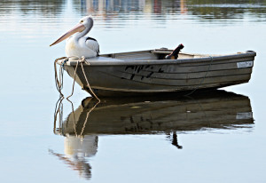 Pelican on the front of a dinghy in the Maroochy River